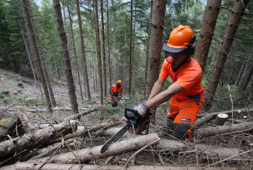Operai forestali, assegnati agli enti 6,5 milioni come prima tranche...